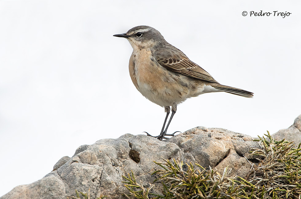 Bisbia ribereño alpino (Anthus spinoletta)